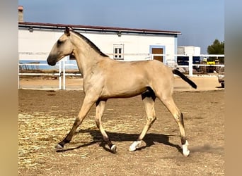 Lusitano, Stallone, 2 Anni, 163 cm, Pelle di daino