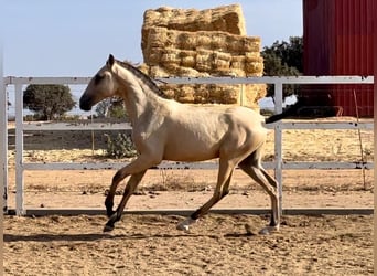 Lusitano, Stallone, 2 Anni, 163 cm, Pelle di daino