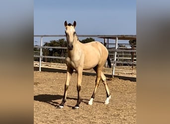 Lusitano, Stallone, 2 Anni, 163 cm, Pelle di daino