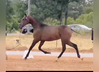 Lusitano, Stallone, 2 Anni, 164 cm, Baio