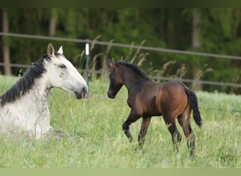 Lusitano, Stallone, 2 Anni, 165 cm, Baio nero