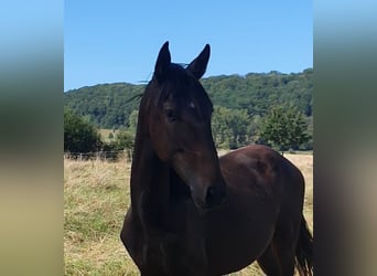 Lusitano, Stallone, 2 Anni, 165 cm, Baio nero