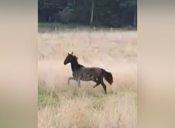 Lusitano, Stallone, 2 Anni, 165 cm, Baio nero