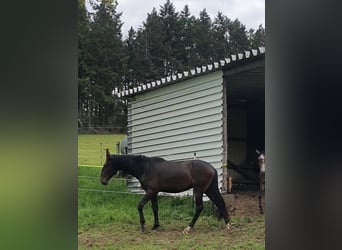 Lusitano, Stallone, 2 Anni, 165 cm, Baio nero