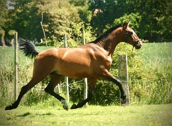 Lusitano, Stallone, 2 Anni, 165 cm, Baio