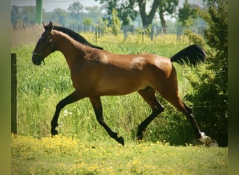 Lusitano, Stallone, 2 Anni, 165 cm, Baio