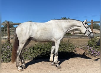 Lusitano, Stallone, 2 Anni, 165 cm, Grigio