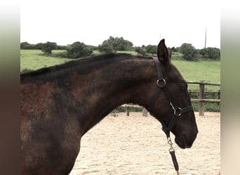 Lusitano, Stallone, 2 Anni, 165 cm, Morello