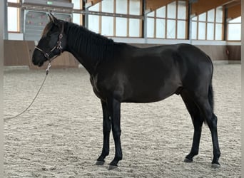 Lusitano, Stallone, 2 Anni, 165 cm, Morello