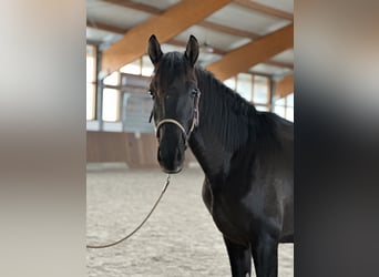 Lusitano, Stallone, 2 Anni, 165 cm, Morello