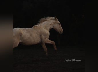 Lusitano, Stallone, 2 Anni, 165 cm, Palomino