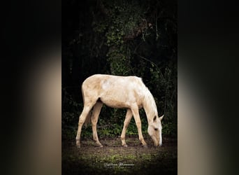 Lusitano, Stallone, 2 Anni, 165 cm, Palomino