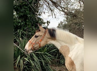 Lusitano Mix, Stallone, 2 Anni, 165 cm, Pezzato