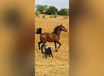 Lusitano, Stallone, 2 Anni, 165 cm, Sauro