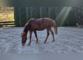 Lusitano, Stallone, 2 Anni, 165 cm, Sauro scuro
