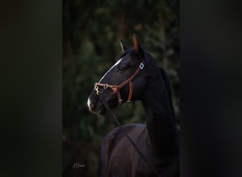 Lusitano Mix, Stallone, 2 Anni, 170 cm, Morello
