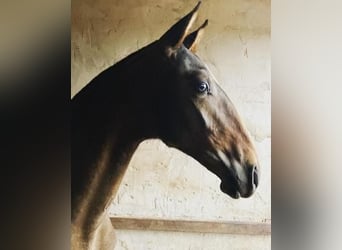 Lusitano, Stallone, 2 Anni, Baio scuro