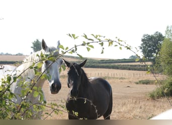 Lusitano, Stallone, 2 Anni, Baio scuro