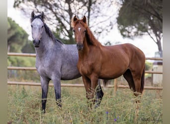 Lusitano, Stallone, 2 Anni, Sauro