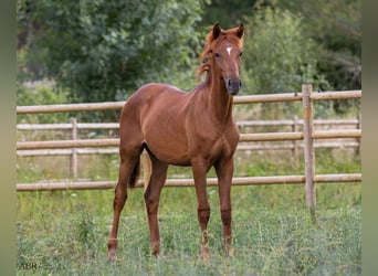 Lusitano, Stallone, 2 Anni, Sauro