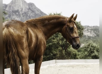 Lusitano Mix, Stallone, 3 Anni, 147 cm, Sauro