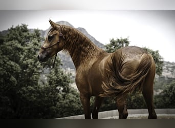Lusitano Mix, Stallone, 3 Anni, 147 cm, Sauro
