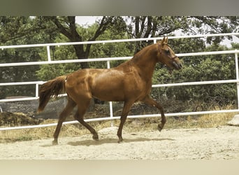 Lusitano Mix, Stallone, 3 Anni, 147 cm, Sauro