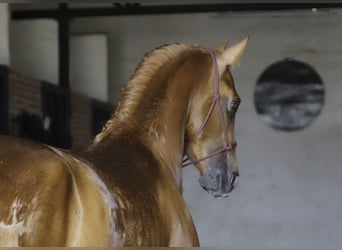 Lusitano Mix, Stallone, 3 Anni, 147 cm, Sauro