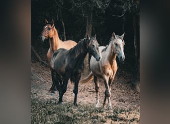 Lusitano, Stallone, 3 Anni, 153 cm, Pelle di daino