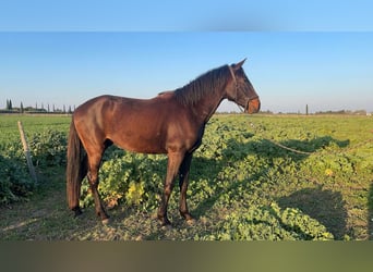 Lusitano, Stallone, 3 Anni, 155 cm, Baio scuro