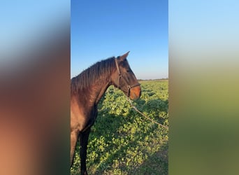 Lusitano, Stallone, 3 Anni, 155 cm, Baio scuro