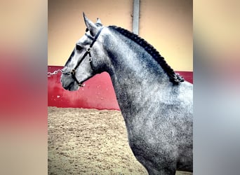 Lusitano, Stallone, 3 Anni, 156 cm, Grigio