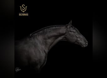 Lusitano, Stallone, 3 Anni, 158 cm, Perlino