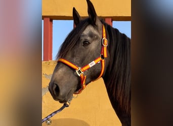 Lusitano, Stallone, 3 Anni, 160 cm