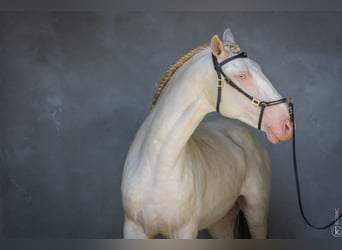 Lusitano, Stallone, 3 Anni, 160 cm, Cremello