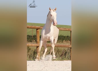 Lusitano, Stallone, 3 Anni, 160 cm, Cremello