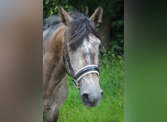 Lusitano, Stallone, 3 Anni, 160 cm, Grigio