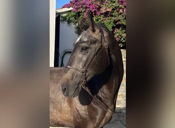 Lusitano, Stallone, 3 Anni, 160 cm, Grigio