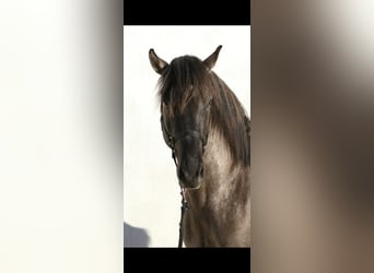 Lusitano Mix, Stallone, 3 Anni, 160 cm, Grullo