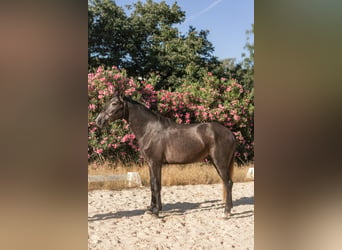Lusitano, Stallone, 3 Anni, 160 cm, Leardo