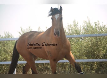 Lusitano, Stallone, 3 Anni, 160 cm, Pelle di daino