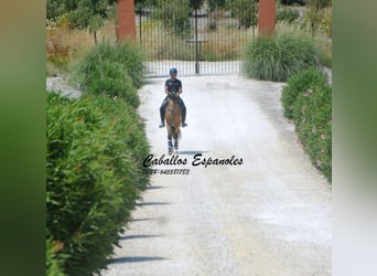 Lusitano, Stallone, 3 Anni, 160 cm, Pelle di daino