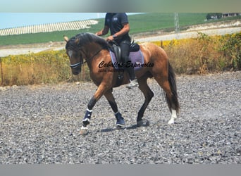 Lusitano, Stallone, 3 Anni, 160 cm, Pelle di daino