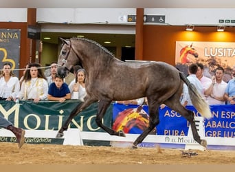 Lusitano, Stallone, 3 Anni, 161 cm, Falbo baio