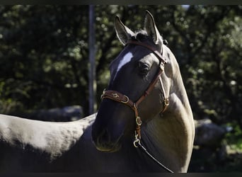Lusitano, Stallone, 3 Anni, 161 cm, Grullo