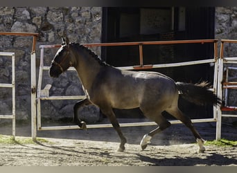 Lusitano, Stallone, 3 Anni, 161 cm, Grullo