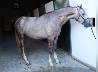 Lusitano, Stallone, 3 Anni, 161 cm, Leardo
