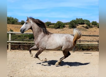 Lusitano, Stallone, 3 Anni, 161 cm, Leardo