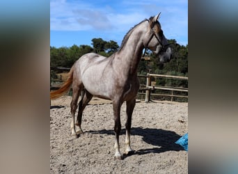 Lusitano, Stallone, 3 Anni, 161 cm, Leardo