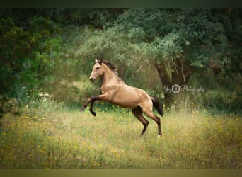 Lusitano, Stallone, 3 Anni, 161 cm, Pelle di daino